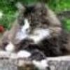 Grey.Cat