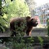 R-Bear