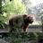 R-Bear