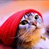 108987298450763817320@google