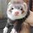 Wild_ferret