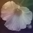 105675984075414603575@google