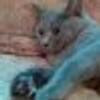 80486344@vkontakte
