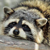 BadRaccoon