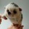 483493288@vkontakte