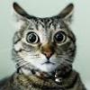 112187925028851154994@google