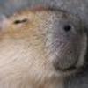 Capy bara
