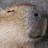 Capy bara