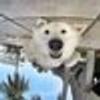 33464572@vkontakte