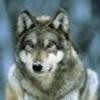 136015794@vkontakte