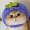 109160378817952629119@google