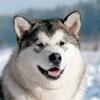 113134855600723097411@google