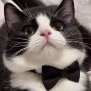The Wise Cat