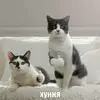 Антисимитизьм 