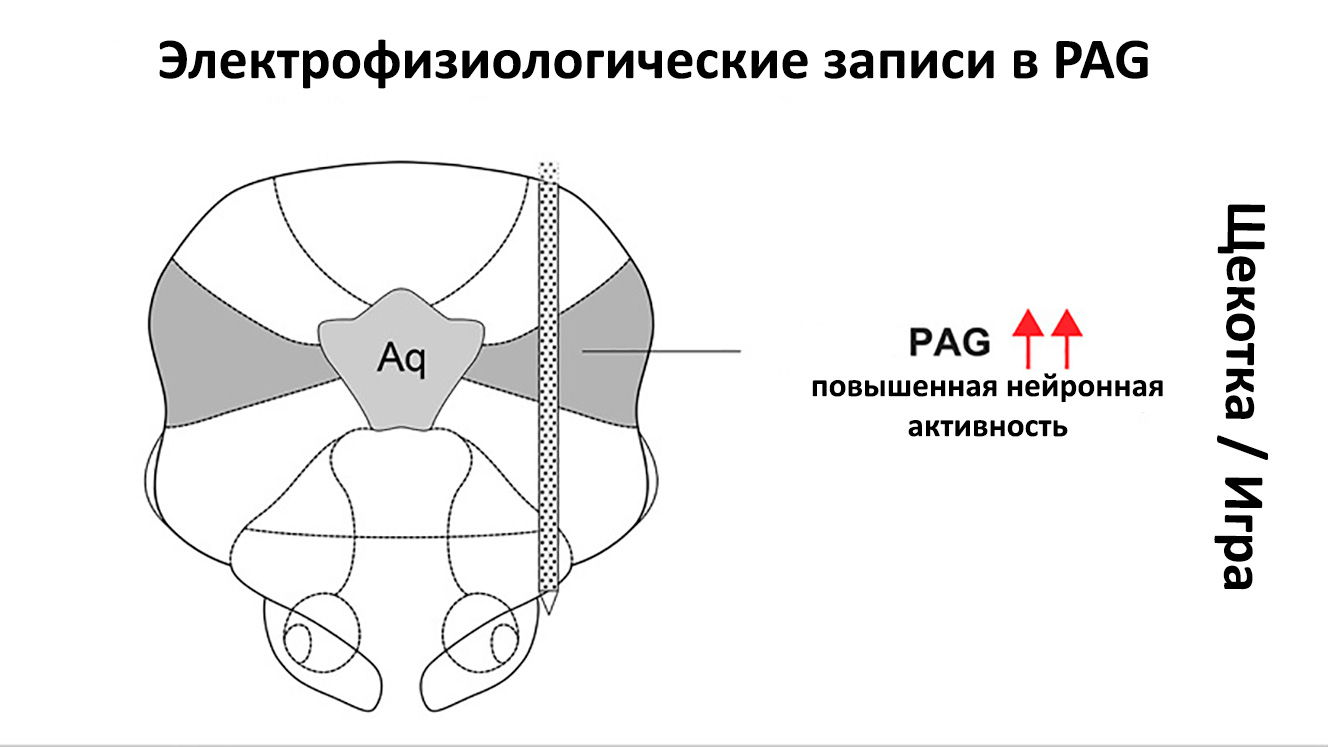 Ученые обнаружили участок мозга, ответственный за смех и игривость /  Оффтопик / iXBT Live