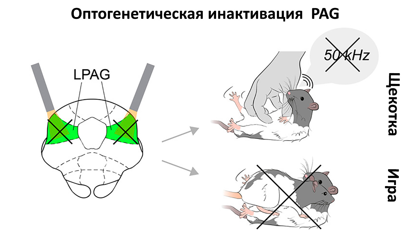 Ученые обнаружили участок мозга, ответственный за смех и игривость /  Оффтопик / iXBT Live