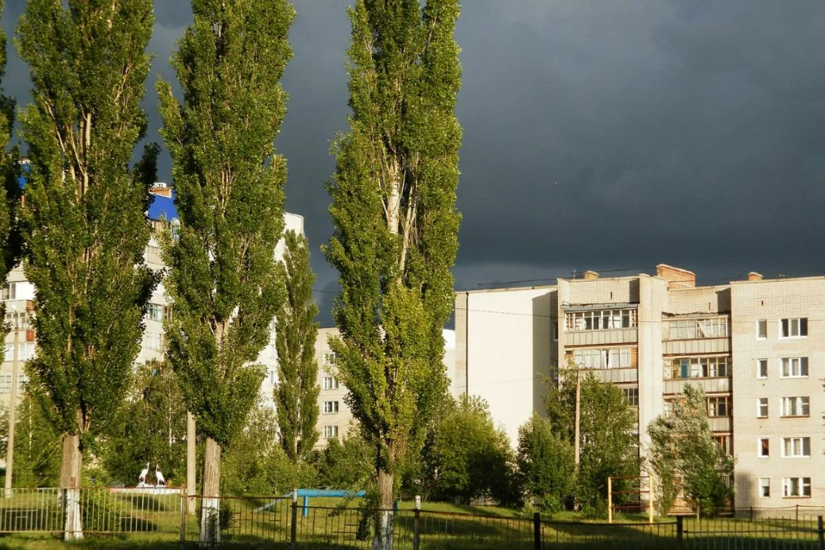 Пух и не только: почему сейчас вместо тополей улицы городов озеленяют  другими деревьями / Оффтопик / iXBT Live