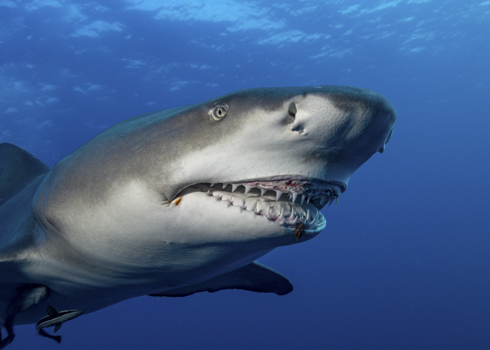 Почему «опасные» акулы избегают заплывать в Черное море / Оффтопик / iXBT  Live