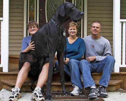 какая самая высокая собака