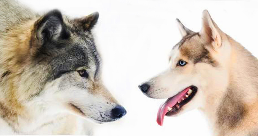 Чем волк отличается от собаки: ключевые различия в физиологии и характере /  Оффтопик / iXBT Live