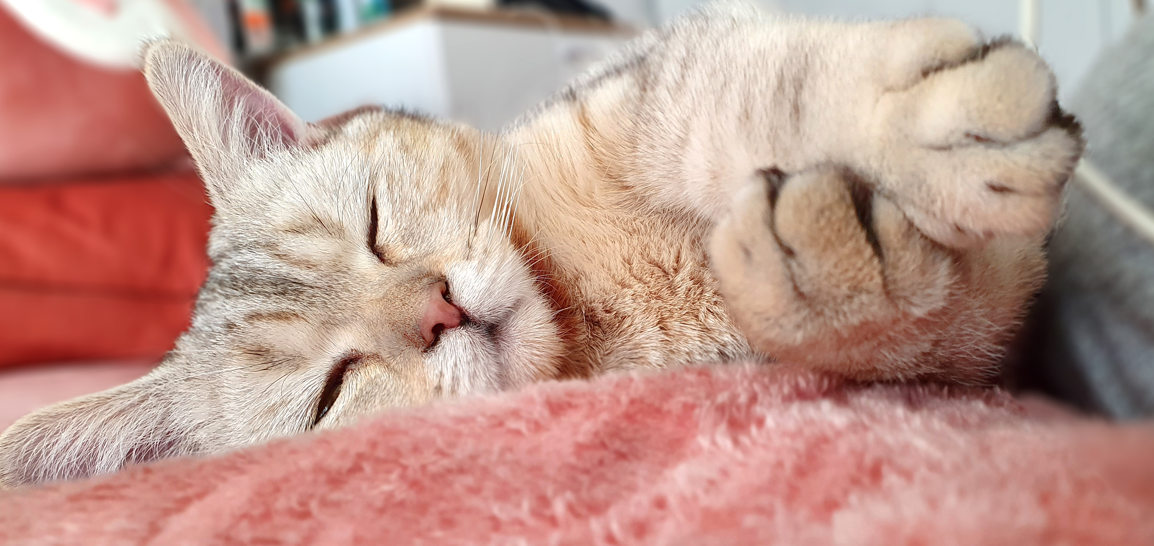 Почему кошка такая теплая – секреты кошачьей теплоты