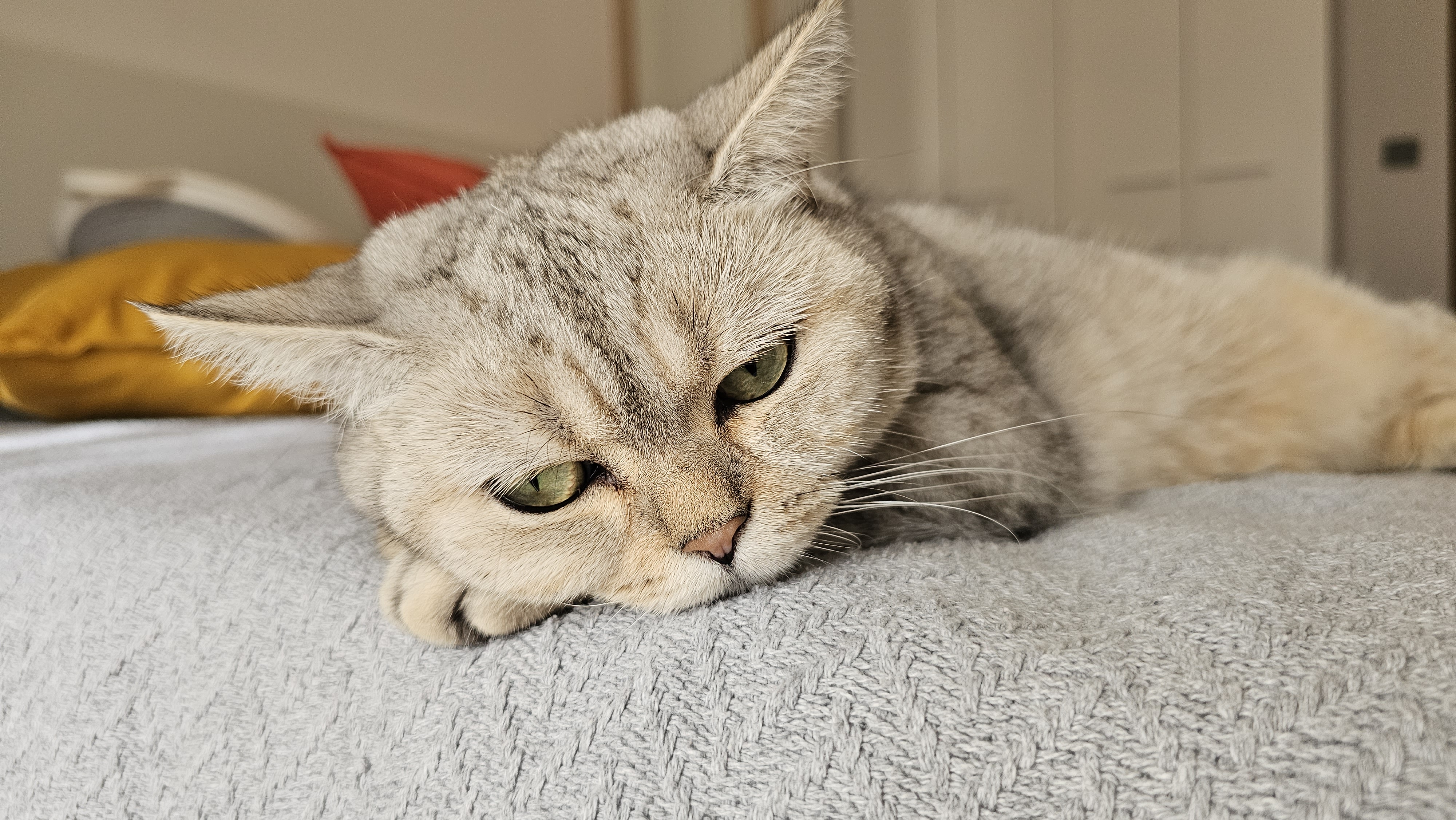 Могут ли кошки плакать и по каким причинам: важные моменты, о которых стоит  знать / Оффтопик / iXBT Live