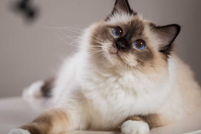 Бирманская кошка КошкинДом Дзен