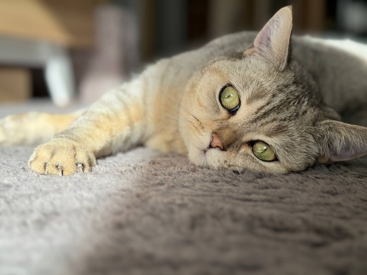 【бездомная кошка様 】goodenough GOODENOUGH Кошки для одиноких людей: 6 преданных пород кошек, которые спасут