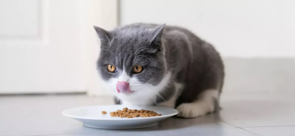 Почему кошка закапывает еду возле миски? / Оффтопик / iXBT Live
