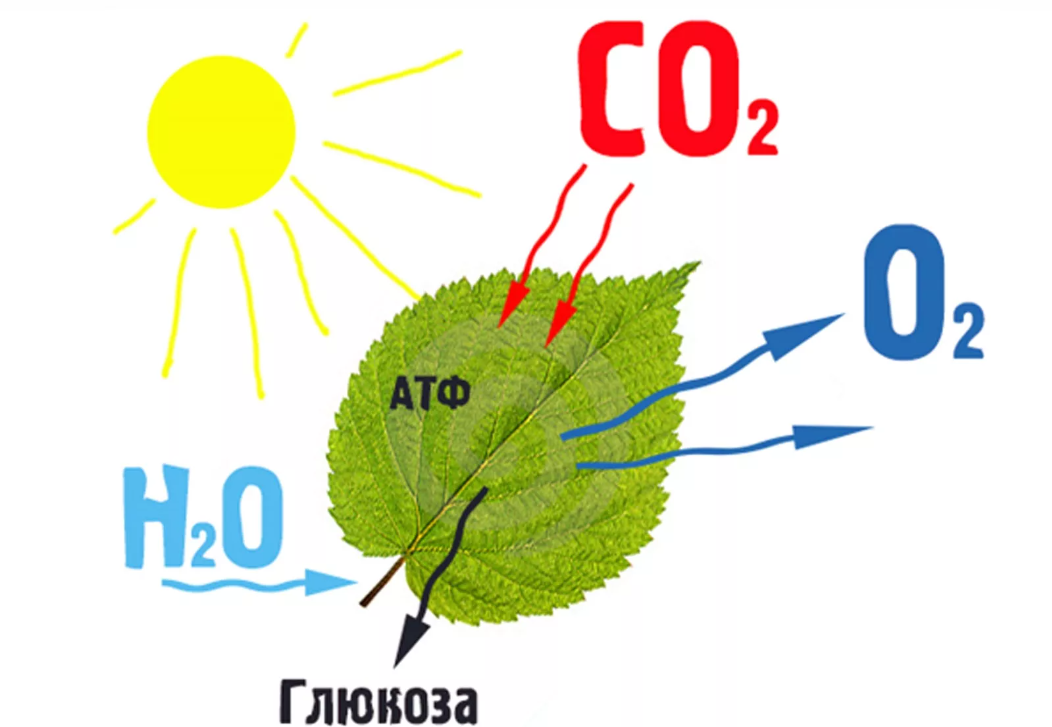 Почему в результате фотосинтеза у зеленых растений в атмосферу выделяется свободный кислород?