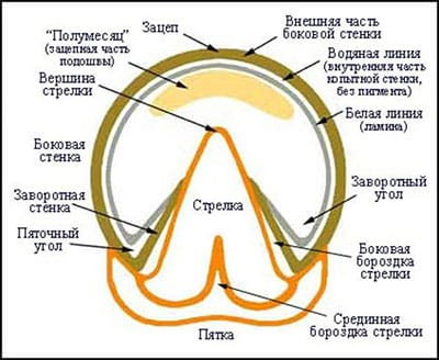 Зачем лошадям подковы, и как скакуны живут без них в дикой природе?