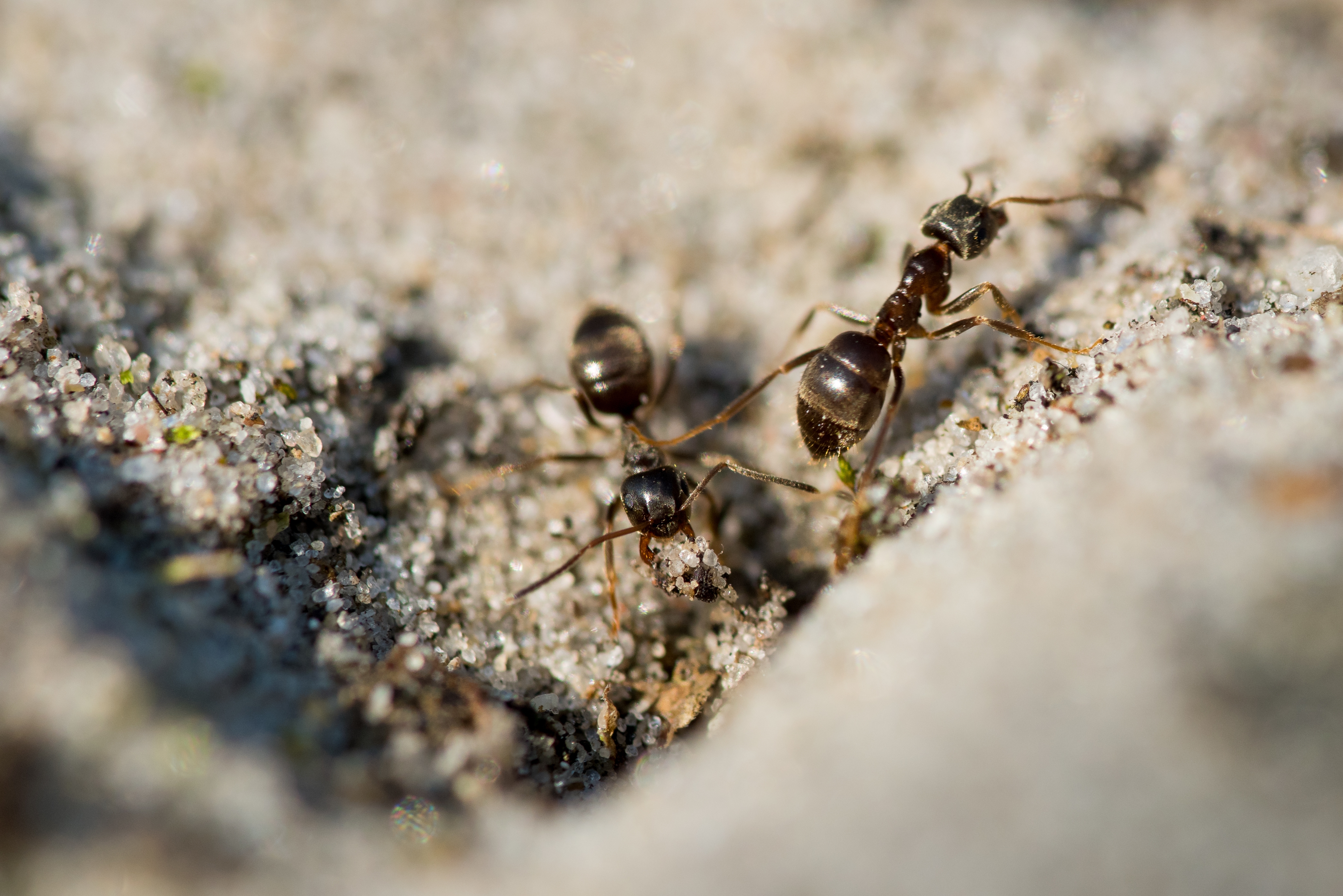 Muravi. Tapinoma sessile. Садовые муравьи. Муравей фото крупным планом. Мураши насекомые.