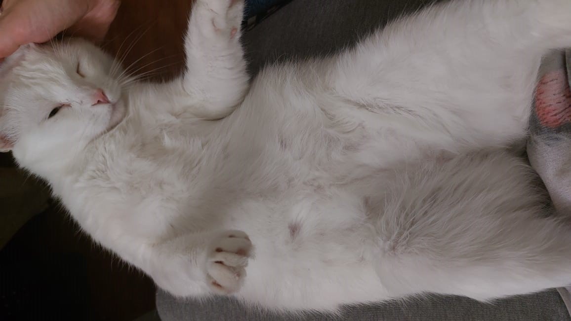 Почему кошка спит на спине с раздвинутыми задними лапами