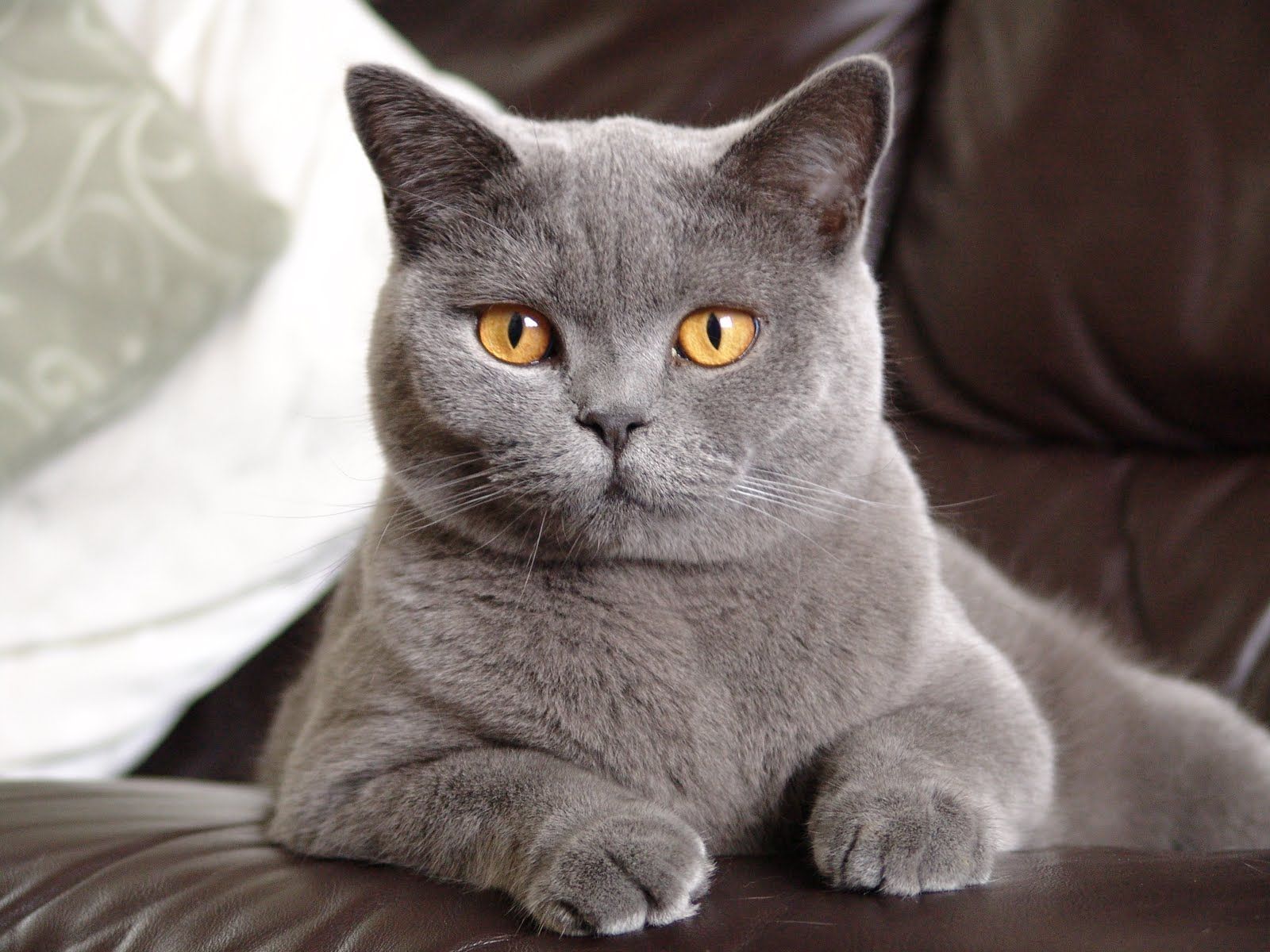 Британская короткошёрстная кошка: стальной характер в мягкой упаковке