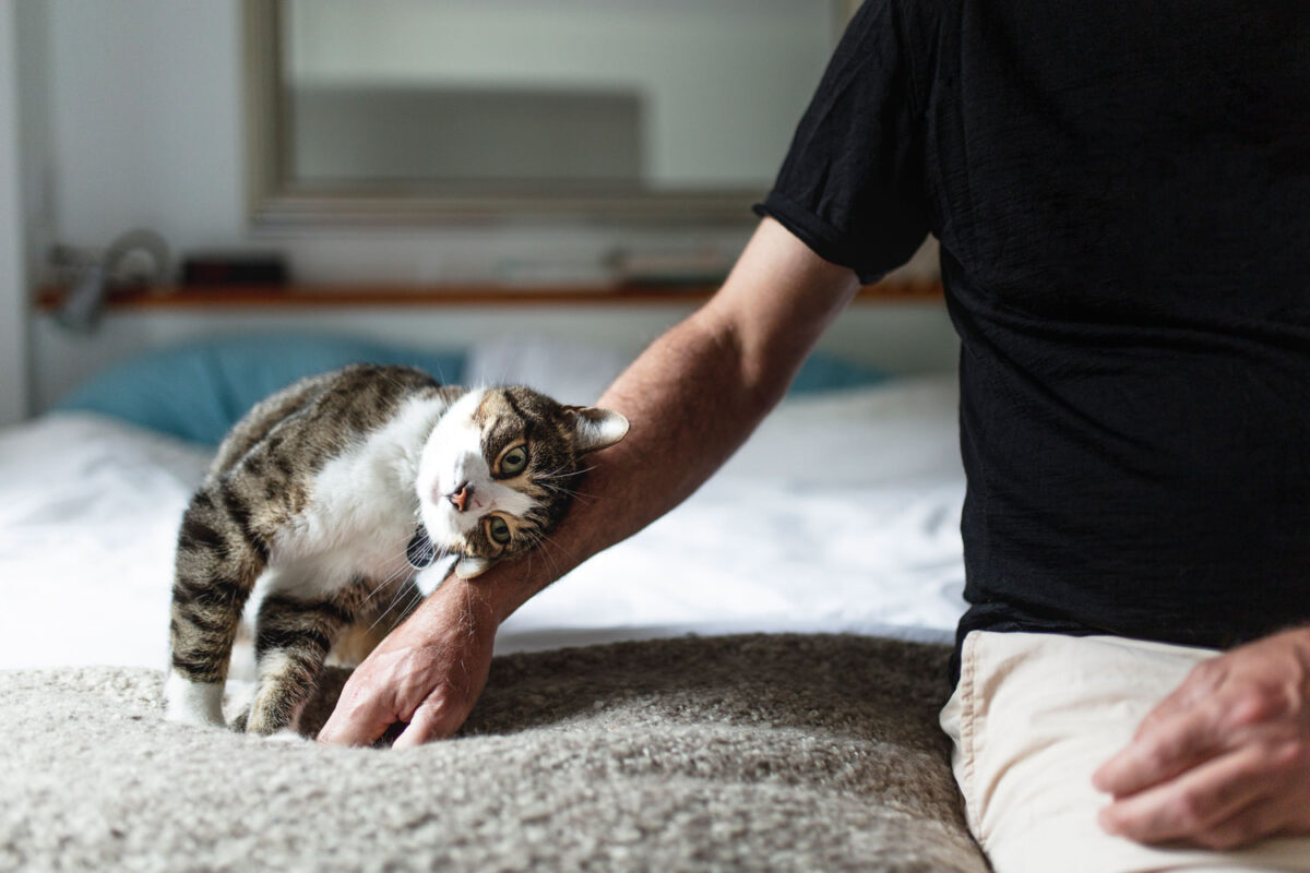 «Когда котиков целуют, они понимают, что это проявление нежности, или просто терпят?» — Яндекс Кью