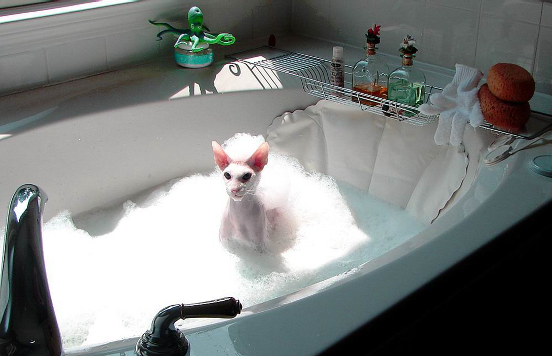 Кота моют в ванне. Кошка в ванной. Кошка плавает в ванной. Кошечка в ванне. Сфинкс моется.