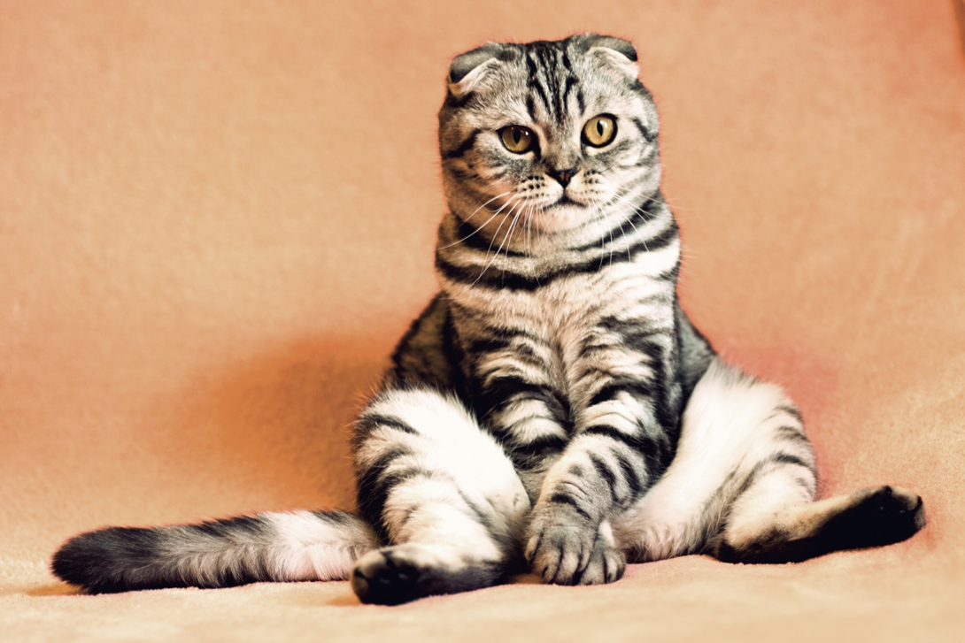 Шотландская вислоухая кошка: характер, особенности содержания / Оффтопик /  iXBT Live