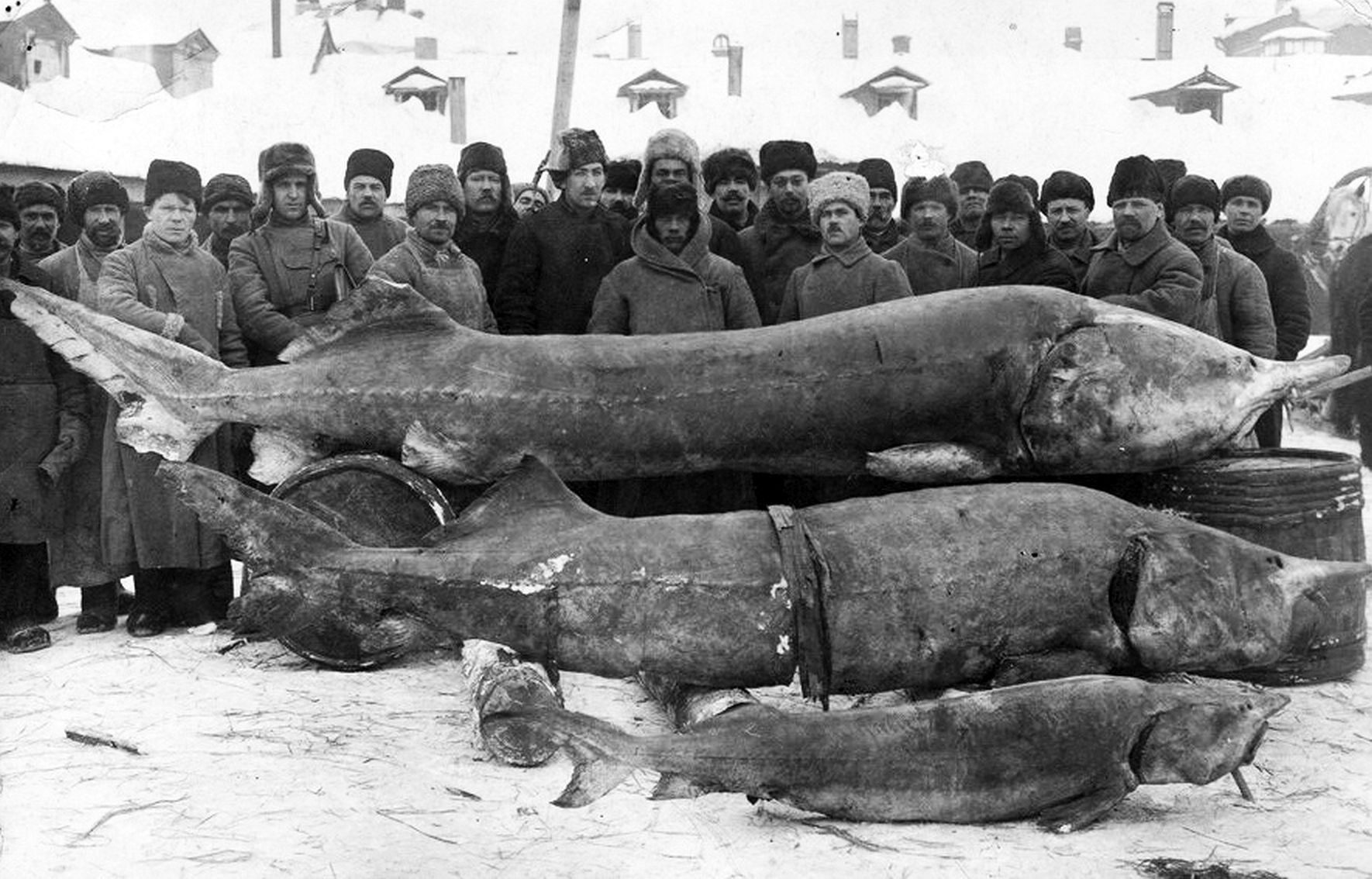 Белуга фото самая большая Где водится самая большая пресноводная рыба в мире, что в ней ценного и хищная л