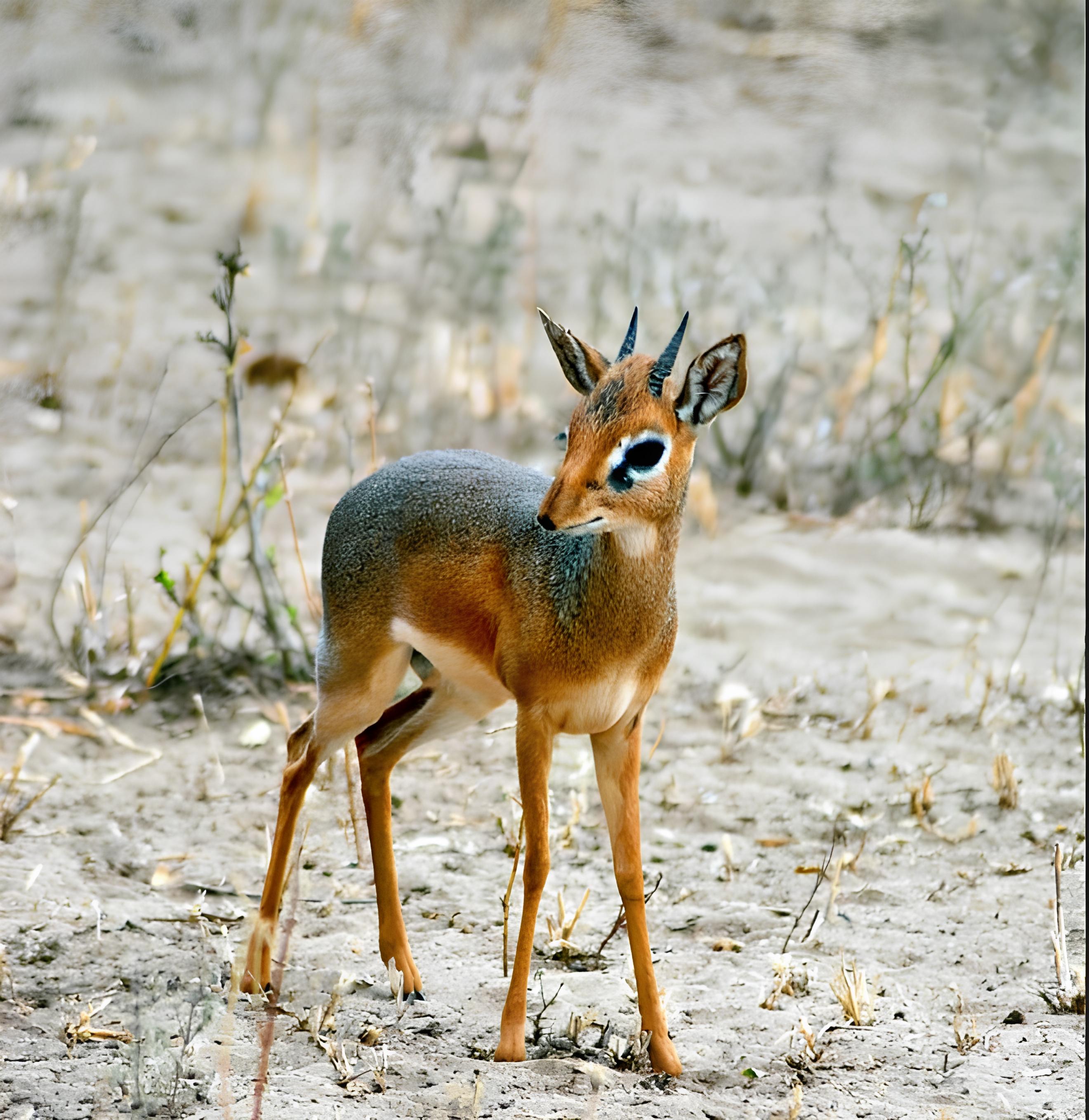 Xonadagi qoramagizlarning fotosuratlari