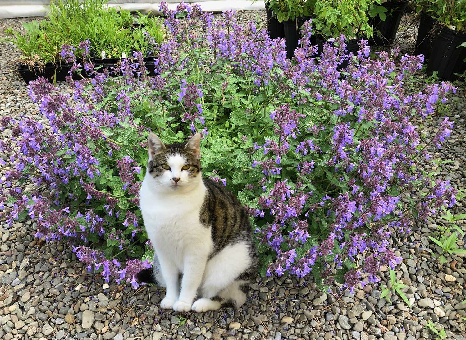 Кошачья мята: уникальное растение, вызывающее у кошек состояние эйфории /  Оффтопик / iXBT Live