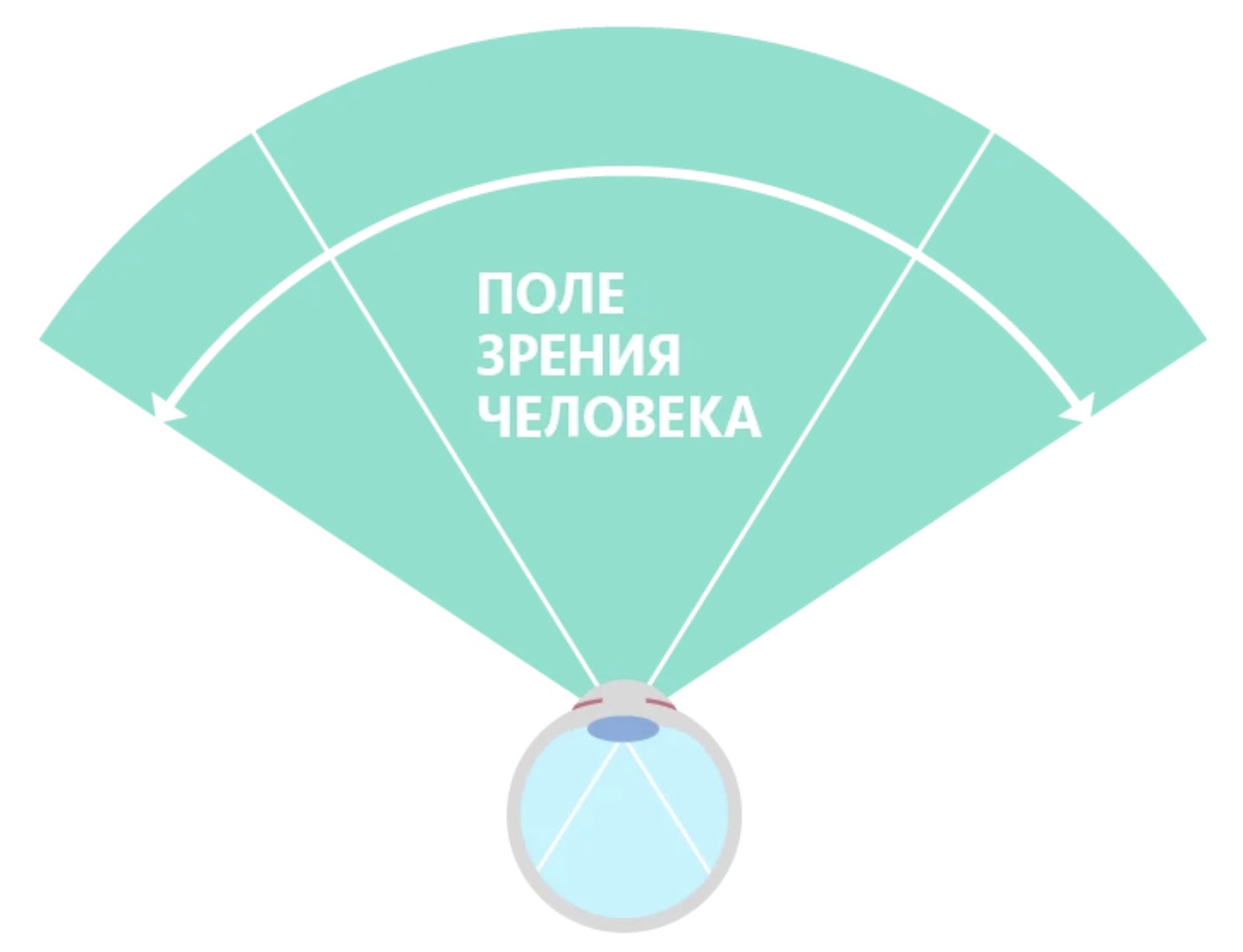 Причины перейти с плоского на изогнутый монитор: эргономика, глубина  погружения, безопасность для глаз и не только / Видеокарты и мониторы /  iXBT Live